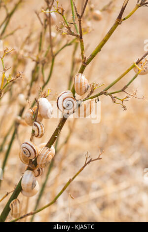 De nombreux escargots sur une plante. Arrière-plan flou. Banque D'Images