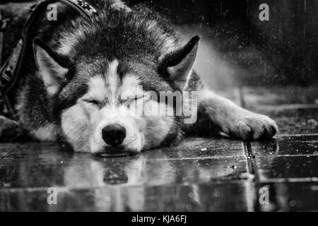 Husky de Sibérie sous la pluie sur le sol Banque D'Images