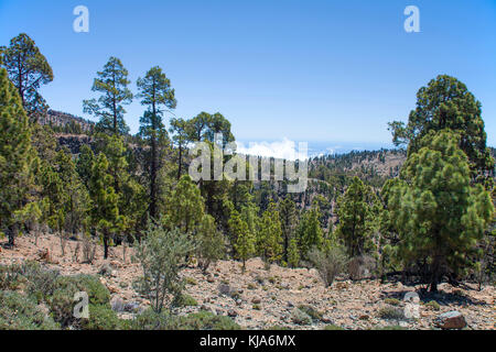 Kanarische kiefer (Pinus canariensis), parc national de Teide, l'unesco weltnaturerbe-pins, à l'île de Ténérife, la ligne du bois, îles canaries, espagne Banque D'Images