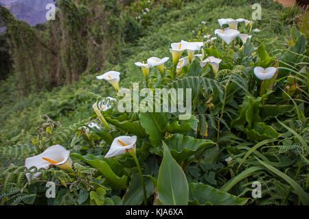 Gewoehnliche Zantedeschia aethiopica calla (auch) zimmerkalla genannt, common calla, autel-lily, l'île de Tenerife, Canaries, Espagne Banque D'Images