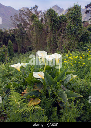 Gewoehnliche Zantedeschia aethiopica calla (auch) zimmerkalla genannt, common calla, autel-lily, l'île de Tenerife, Canaries, Espagne Banque D'Images
