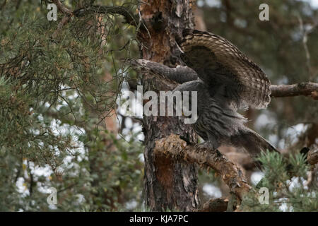 Grand hibou gris / Bartkauz ( Strix nebulosa ) perché dans un pin, ailes ouvertes, ailes en flopping, Europe. Banque D'Images