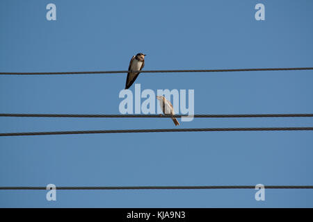 Avaler et sparrow sur le fil Banque D'Images