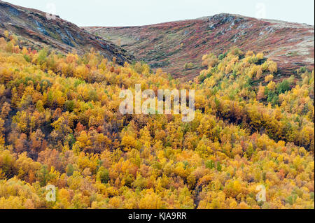 Couleurs d'automne dans les montagnes du Norweigian. Rondane, Norvège Banque D'Images