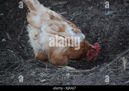 Les poulets creusent dans la cour Banque D'Images