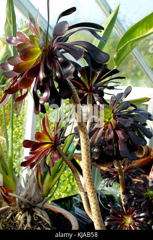 Aeonium 'Zwarthkop» - rosettes noir-violet majestueux Banque D'Images