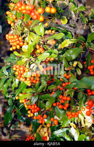 Pyrancantha cadrow 'red' arbustes multi colonne Banque D'Images