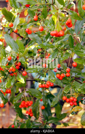 Pyrancantha cadrow 'red' arbustes multi colonne Banque D'Images