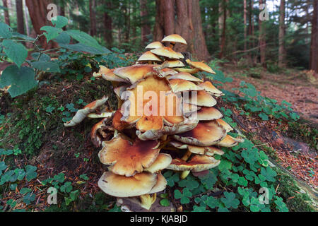 Saprobic, solitaire ou en petits groupes sur les souches, pourriture des branches et autres débris ligneux ce champignon pourriture du bois dans la forêt de Hamsterley. Banque D'Images