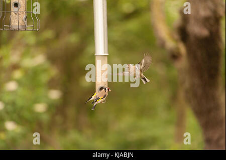 Des égolffinches mâles assis sur le chargeur de graines de tournesol tandis qu'une femelle Goldfinch attend pour se nourrir. Banque D'Images