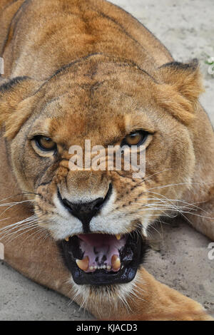 Close up portrait of mature femelle magnifique lionne d'Afrique, en colère contre ses dents, rugissant et looking at camera, portrait Banque D'Images