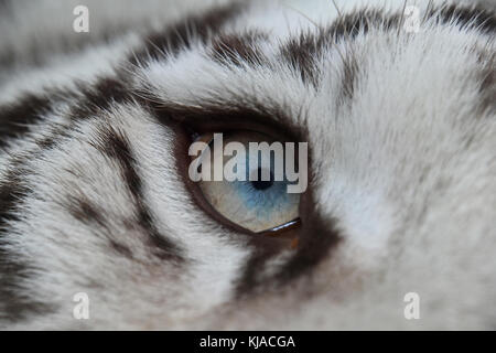 Extreme close up blue eye de jeunes white tiger cub looking up Banque D'Images