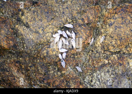 Plusieurs type de cerith blanc coquilles de mer vivant sur un rocher au bord de la mer. Banque D'Images