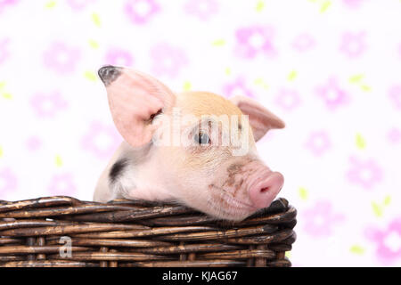 Porc domestique, Turopolje x ?. Porcinet dans un panier. Studio photo vu sur un fond blanc avec impression de fleurs. Allemagne Banque D'Images