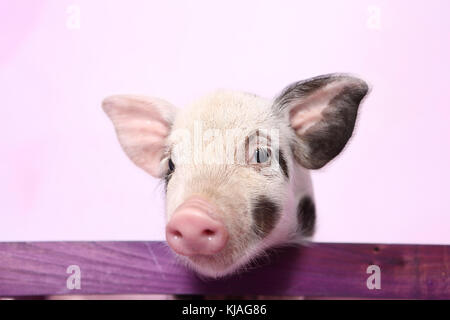 Porc domestique, Turopolje x ?. Porcelet à la pourpre sur une rampe en bois. Studio photo sur un fond rose. Allemagne Banque D'Images