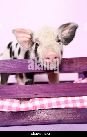 Porc domestique, Turopolje x ?. Porcelet à la pourpre sur une rampe en bois. Studio photo sur un fond rose. Allemagne Banque D'Images