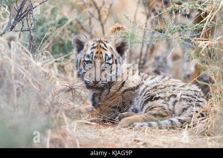 (Asie) Bengal Tiger (Panthera tigris tigris) , autour de bébé 3 mois dans sa peau Banque D'Images