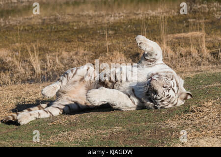 Asiatiques (blanc) du Bengale tigre (Panthera tigris tigris), de repos Banque D'Images