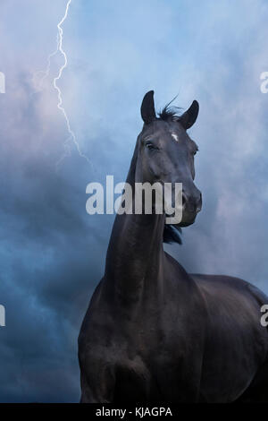 Oldenburg Horse. Mare Noir debout sur un pâturage de nuit, avec la foudre frappant. La Suisse Banque D'Images