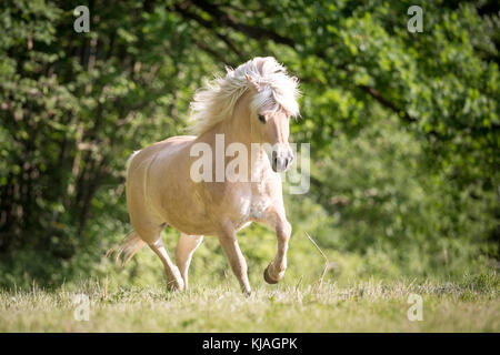 Norwegian Fjord Horse. Hongre Dun sur un pâturage galopante. L'Autriche Banque D'Images