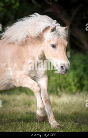 Norwegian Fjord Horse. Hongre Dun sur un pâturage galopante. L'Autriche Banque D'Images