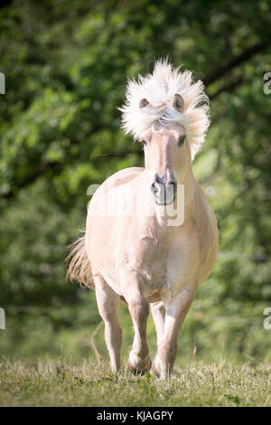 Norwegian Fjord Horse. Hongre Dun sur un pâturage galopante. L'Autriche Banque D'Images
