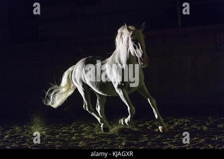 Cheval lipizzan. Étalon adultes (Siglavy Capriola Primas) Le galop dans l'obscurité. L'Autriche Banque D'Images