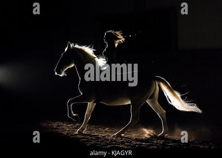 Cheval lipizzan. Étalon adultes (Siglavy Capriola Primas) avec rider dans l'obscurité, vu contre la lumière. L'Autriche Banque D'Images