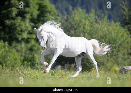 Cheval lipizzan. Étalon adultes (Siglavy Capriola Primas) galopant sur un pâturage. L'Autriche Banque D'Images