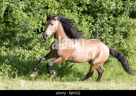 Cheval Espagnol pur, andalou. Le galop étalon dun sur un pâturage. L'Autriche Banque D'Images