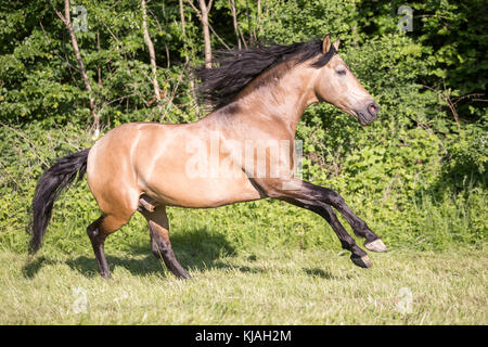 Cheval Espagnol pur, andalou. Le galop étalon dun sur un pâturage. L'Autriche Banque D'Images