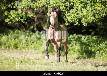 Cheval Espagnol pur, andalou. Le galop étalon dun sur un pâturage. L'Autriche Banque D'Images