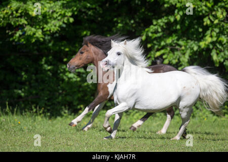 Poney Shetland. Gris adultes mare mare book et galoper sur un pâturage. L'Autriche Banque D'Images