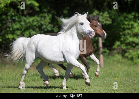 Poney Shetland. Des profils jument grise et book mare trottant sur un pâturage. L'Autriche Banque D'Images