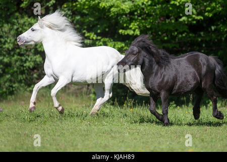 Poney Shetland. Des profils jument grise et noire sur un pâturage galopante hongre. L'Autriche Banque D'Images