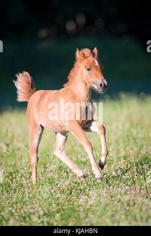 Poney Équitation allemande. Pouliche Chestnut-galopping poulain dans un pré. Allemagne Banque D'Images