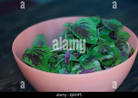 Les feuilles d'épinards violet dans un bol. Un nouveau mélange de vert et violet les épinards sur la table close up. La cuisine plat à la maison. Banque D'Images