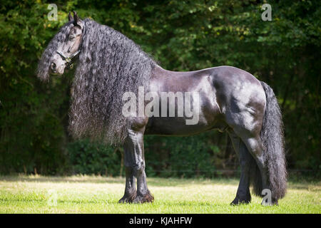 Cheval frison. Hongre adultes sur un pâturage permanent. Allemagne Banque D'Images
