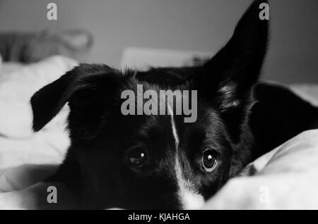 Photo noir et blanc avec border collie looking at camera Banque D'Images