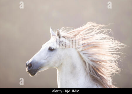 Cheval Espagnol pur, andalou. Portrait d'hongre gris avec mane qui coule. Allemagne Banque D'Images