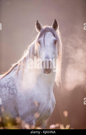 Cheval Espagnol pur, andalou. Portrait d'hongre gris montrant souffle chaud. Allemagne Banque D'Images