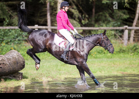 Cheval de Hanovre. Rider un obstacle lors de la compensation d'une ride. Allemagne Banque D'Images