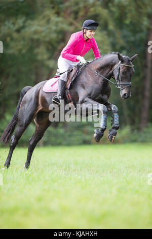 Cheval de Hanovre. Rider un obstacle lors de la compensation d'une ride. Allemagne Banque D'Images