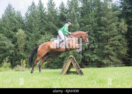 Cheval de Hanovre. Rider un obstacle lors de la compensation d'une ride. Allemagne Banque D'Images