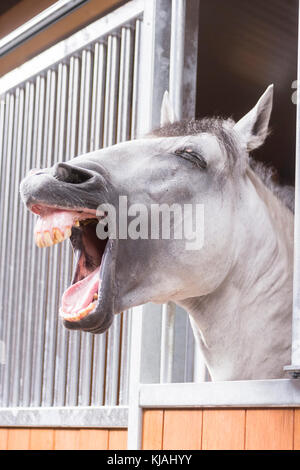 Cheval Espagnol pur, andalou. Cheval gris à la recherche de sa boîte tout en bâillant. Allemagne Banque D'Images