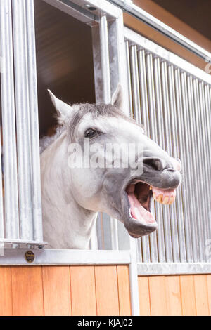 Cheval Espagnol pur, andalou. Cheval gris à la recherche de sa boîte tout en bâillant. Allemagne Banque D'Images