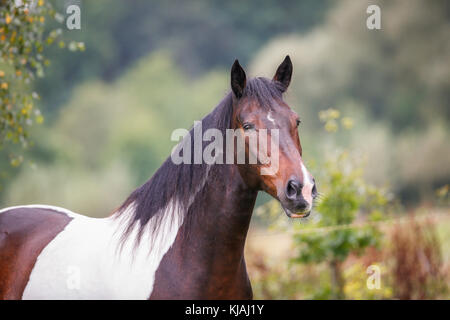 American Indian Horse. Portrait de book adulte. Allemagne Banque D'Images