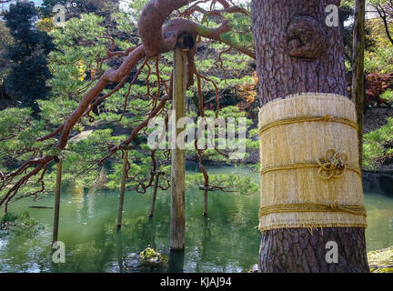 Pine Tree avec mat pour la protection de la neige en hiver. fermé. Banque D'Images
