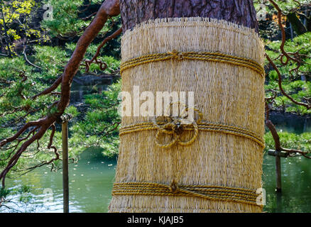 Pine Tree avec mat pour la protection de la neige en hiver. fermé. Banque D'Images