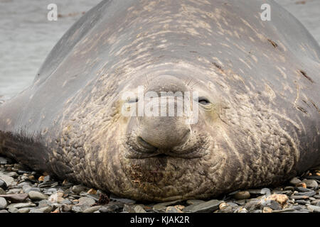 Des phoques à éléphants mâles mûrs qui se dévolent sur la plage, près de Peggotty Bluff, dans la baie King Haakon, sur l'île de Géorgie du Sud Banque D'Images